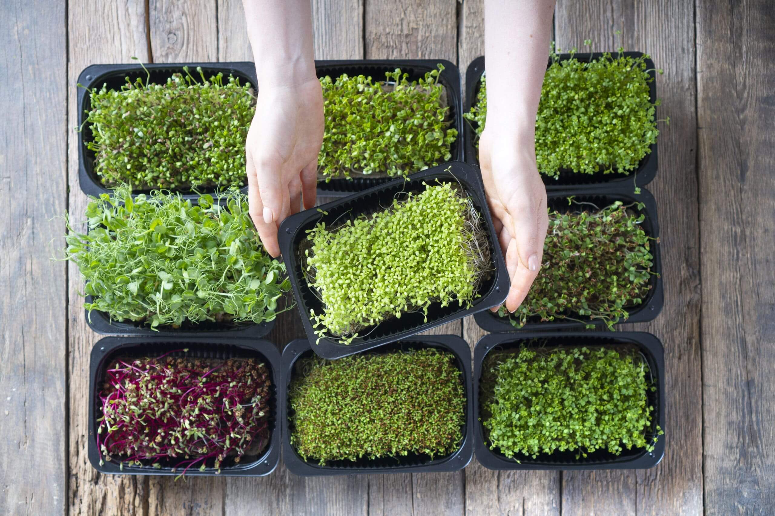 wat zijn microgreens?